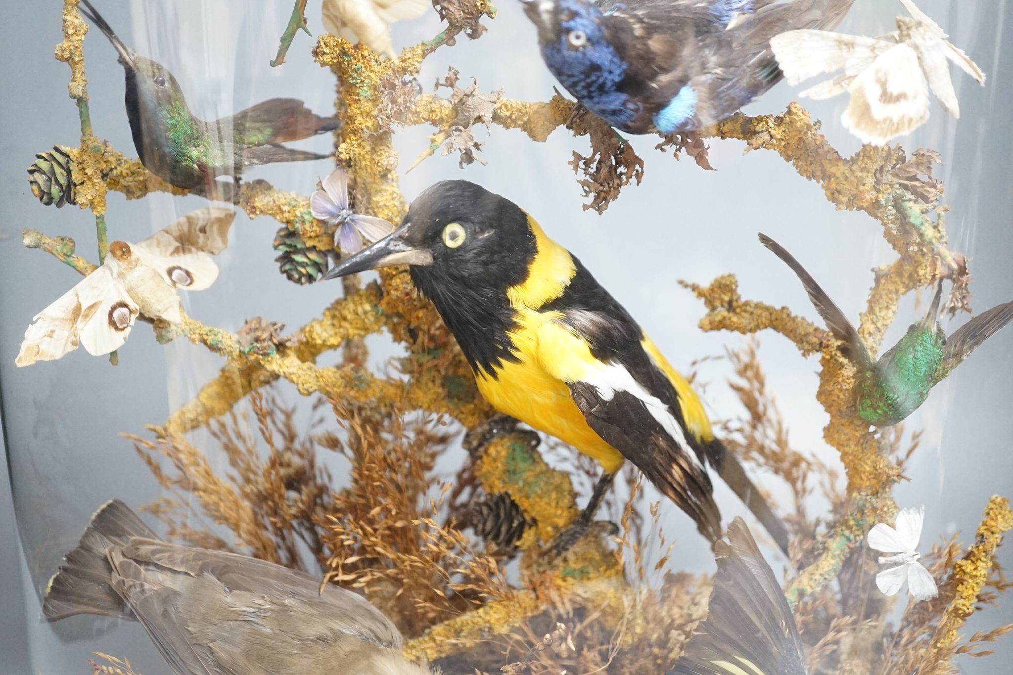 A Victorian menagerie of exotic taxidermic birds and moths, under glass dome, 50cm